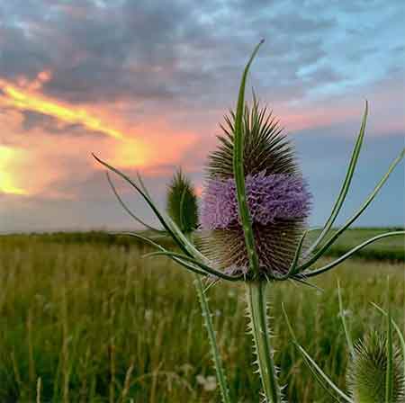 دانلود آهنگ درد و بلات علی نریمانی